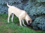 jewel looking for birds