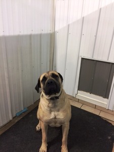 cheyenne