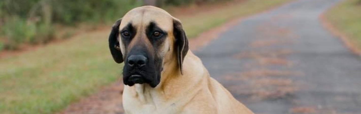 American mastiff hot sale breeders