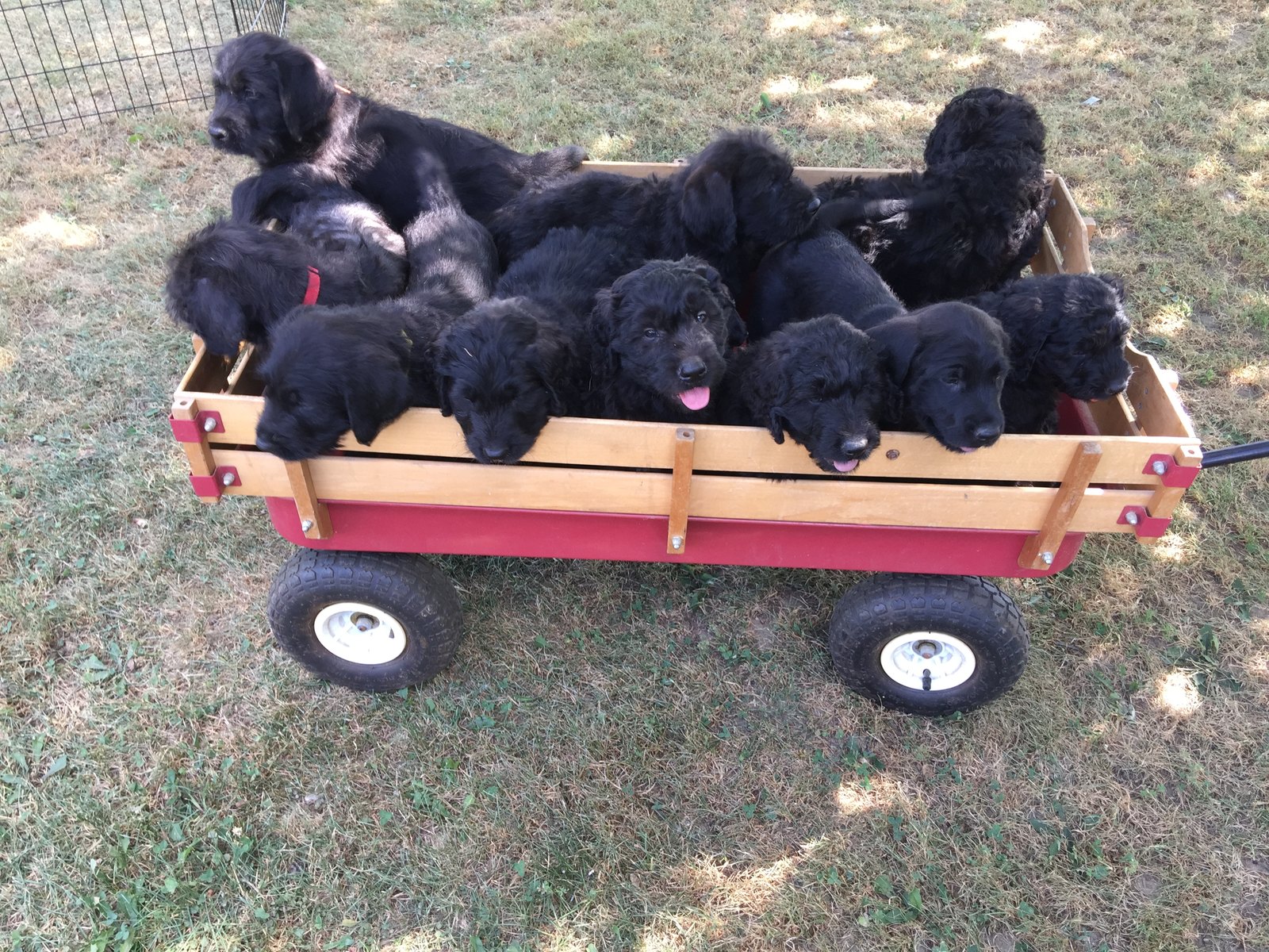 American Mastidoodle Puppies For Sale