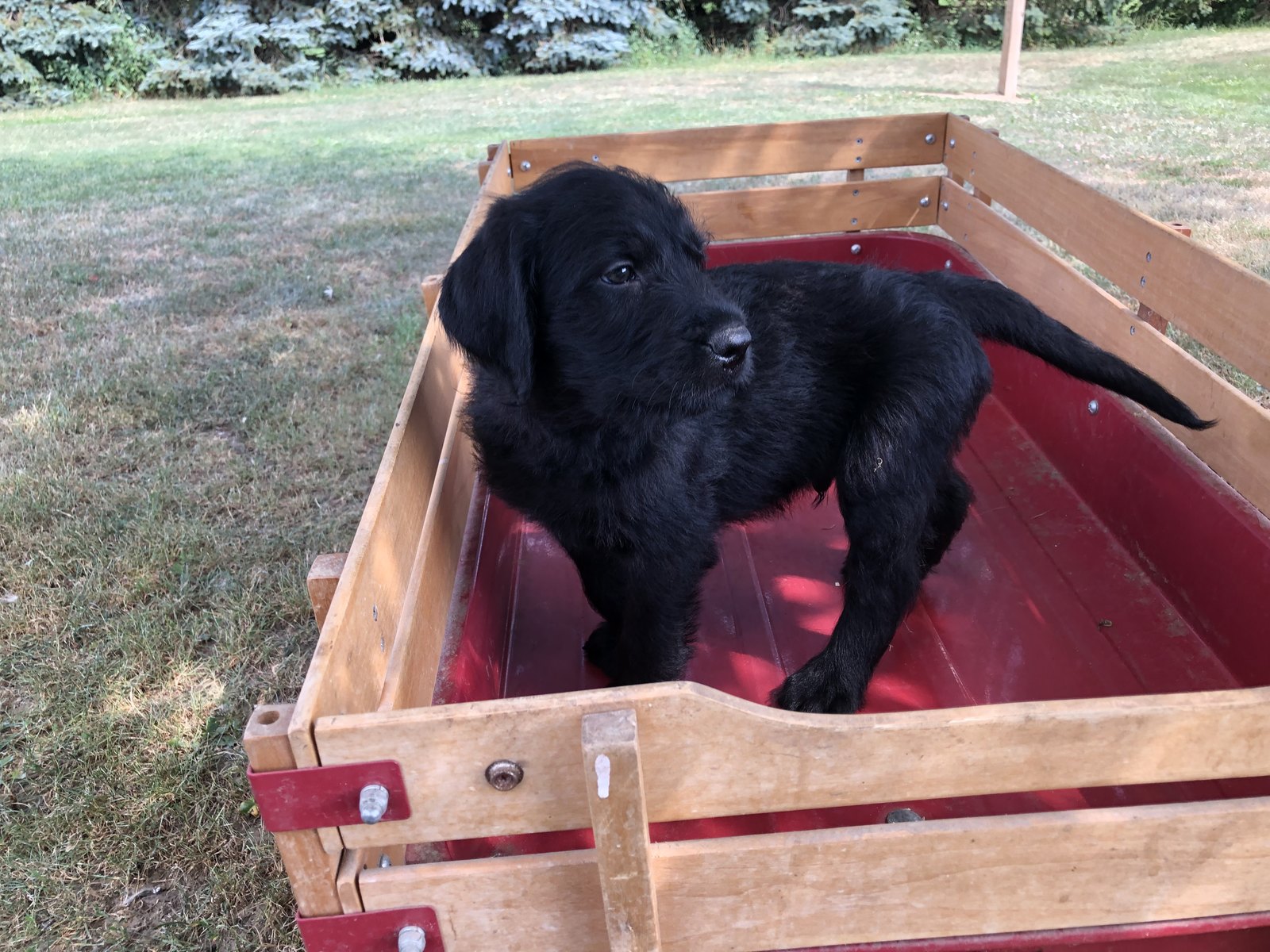 American Mastidoodle Puppies For Sale