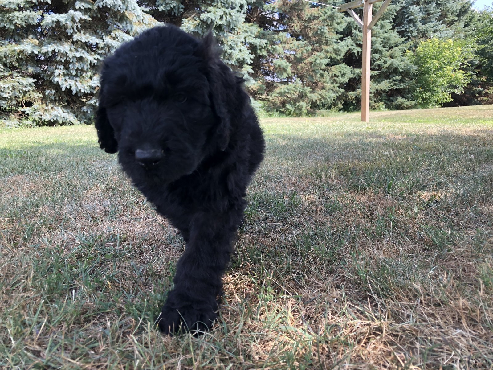 American Mastidoodle Puppies For Sale