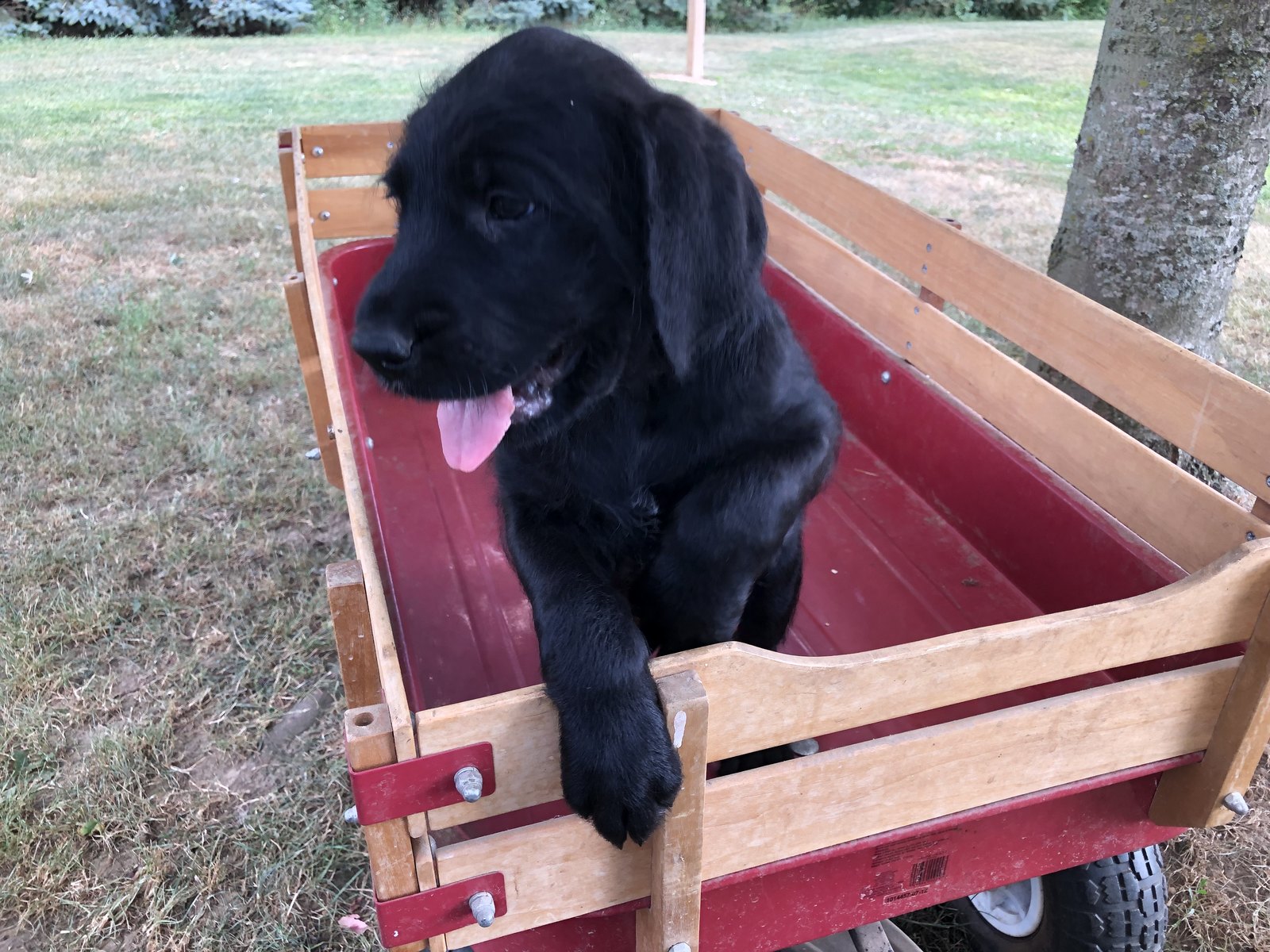 American Mastidoodle Puppies For Sale