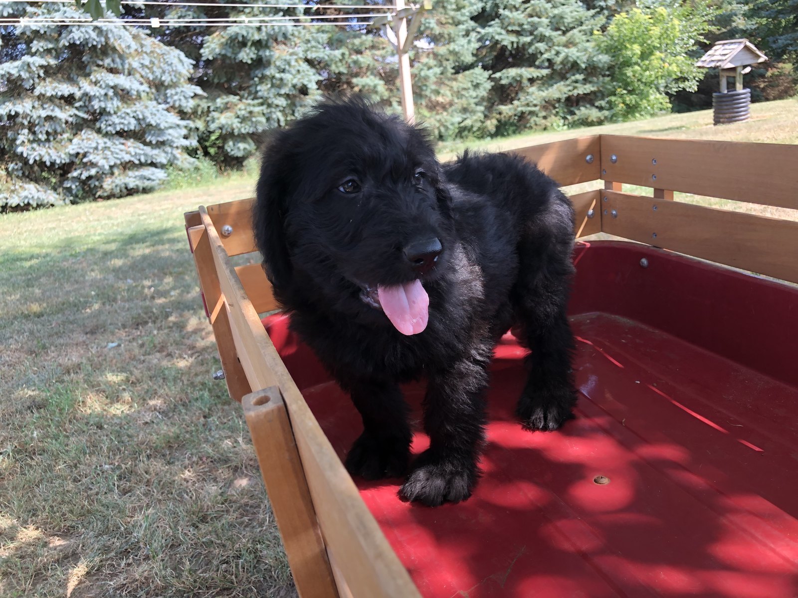 American Mastidoodle Puppies For Sale