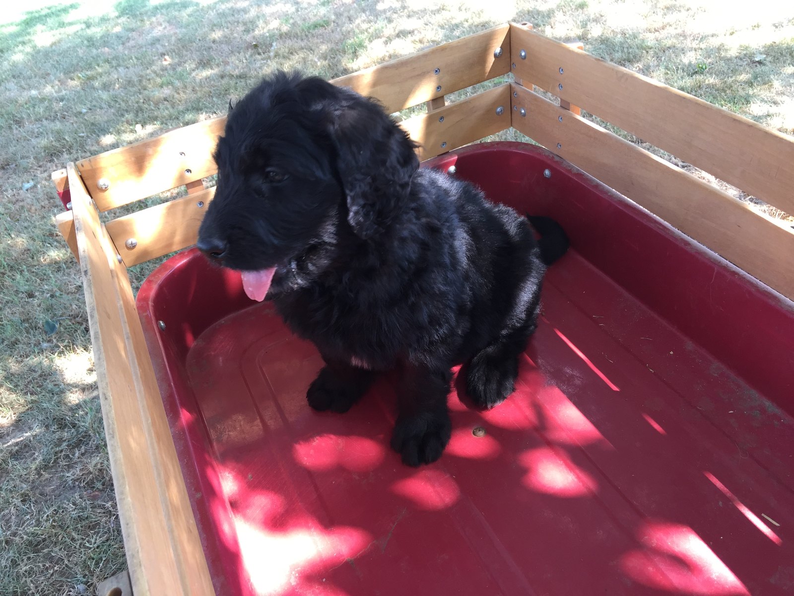 American Mastidoodle Puppies For Sale