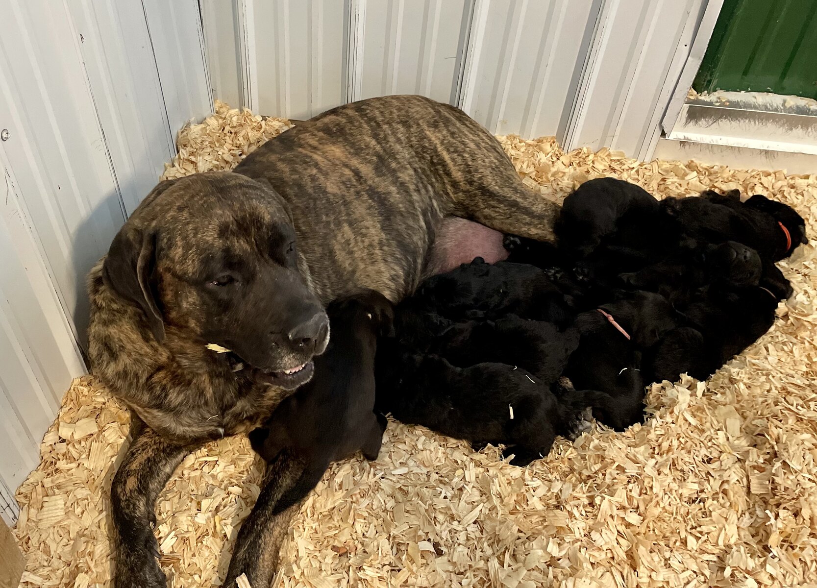 American Mastidoodle Puppies For Sale
