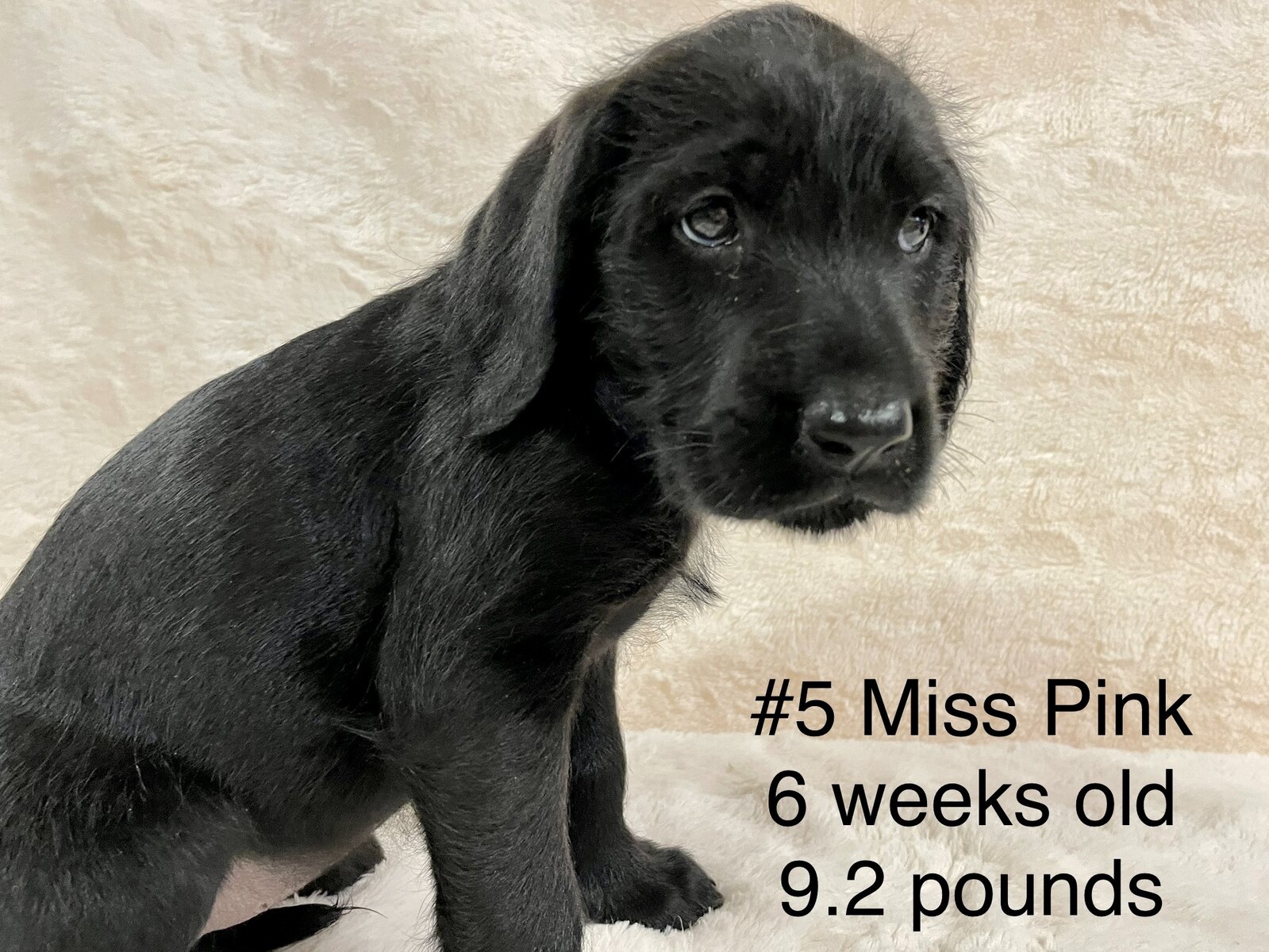 American Mastidoodle Puppies For Sale