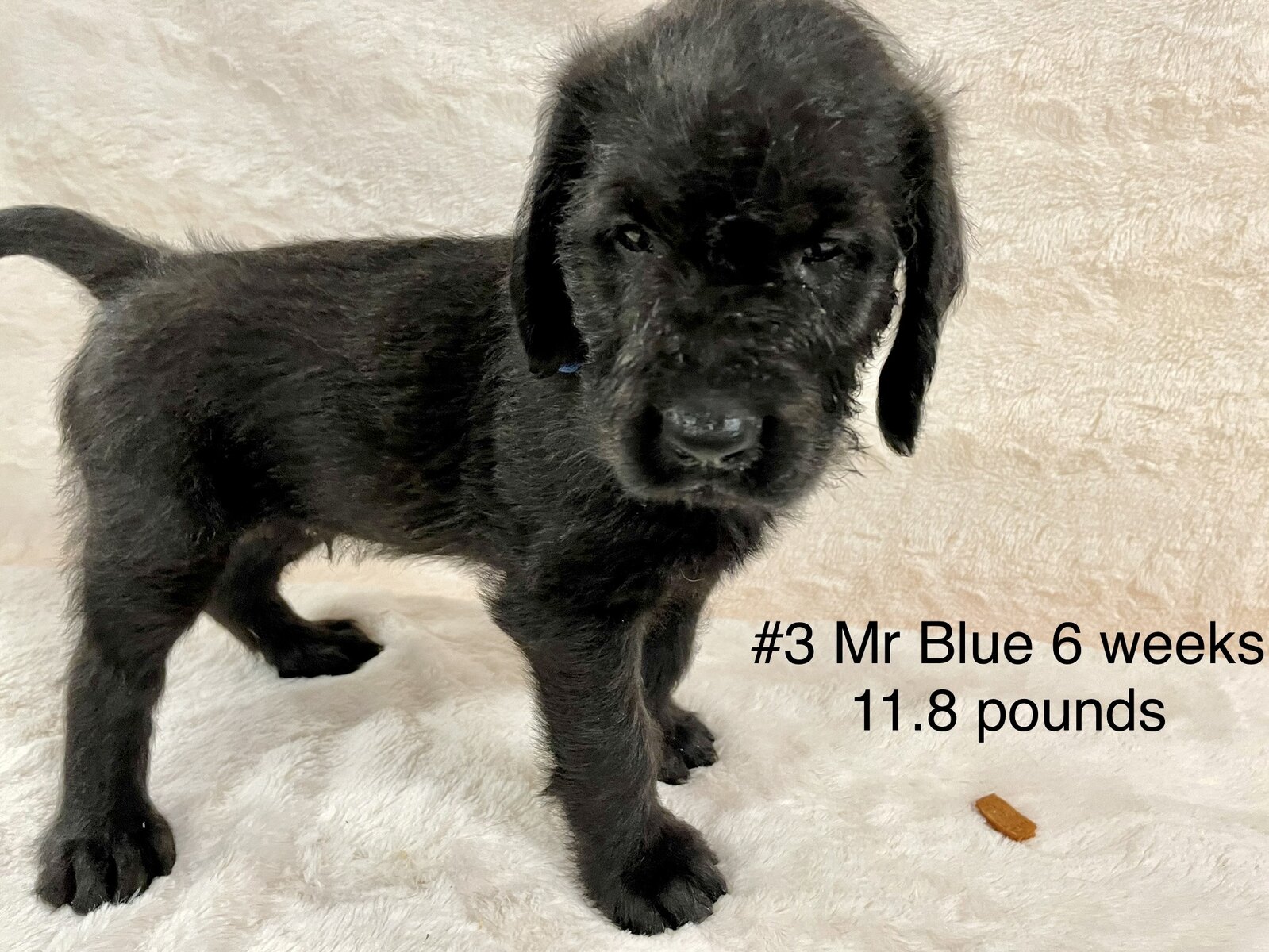 American Mastidoodle Puppies For Sale