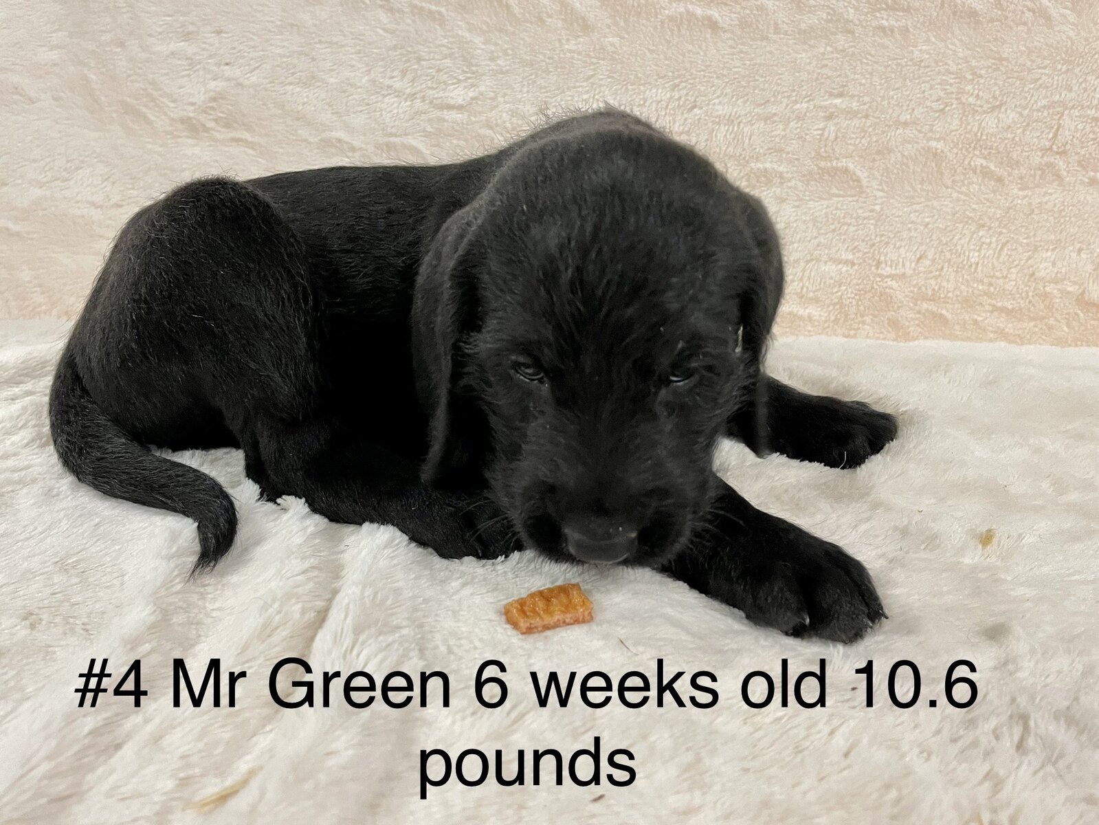 American Mastidoodle Puppies For Sale