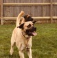 AMBer Pines Farmâ€™s Joshua (American Mastiff in Development) (Josh)