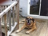 Sandy's Gentle Brutus (Brutus)
