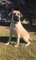 AMBer Pines Farms' Cheyenne (Cheyenne)